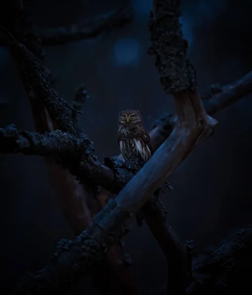 Glaucidium Passerinum Sienta Una Rama Por Noche Mira Presa Mejor — Foto de Stock