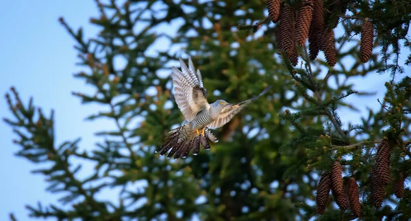 나무로 날아다니며 가지에 내려앉는 뻐꾸기 — 스톡 사진