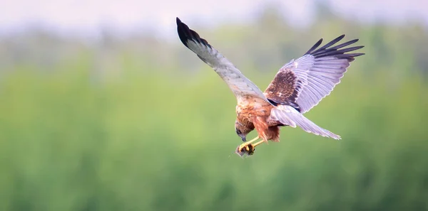 Cirkus Aeruginosus Při Lovu Své Kořisti Nejlepší Foto — Stock fotografie