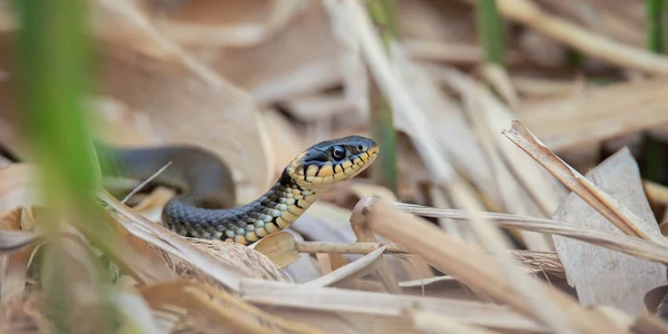 Füves Kígyó Natrix Natrix Mászik Nádasban Keresi Élelmiszer Legjobb Fotó — Stock Fotó