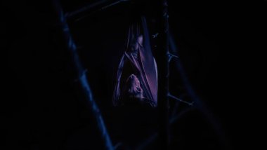 Megachiroptera karanlıkta dinleniyor ve avını izliyor, en iyi fotoğraf..