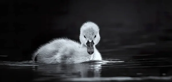 Jonge Zwanen Kijken Naar Hun Moeder Als Zoek Zijn Naar — Stockfoto