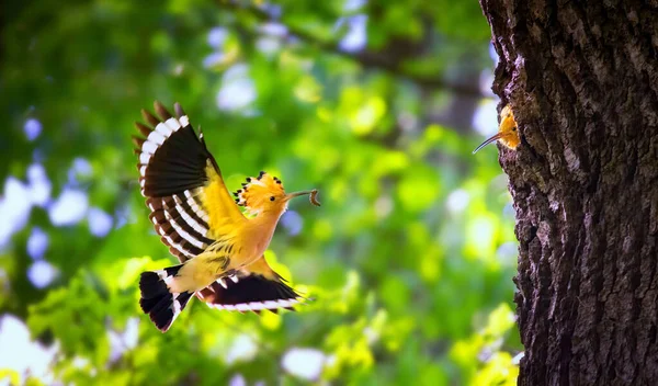 Schöne Wiedehopf Trägt Nahrung Zum Weibchen Nest Das Beste Foto — Stockfoto