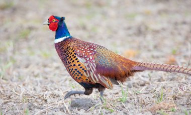 Pheasant Phasianus kolşisi dişinin arkasındaki çayırda uçar, en iyi fotoğraf..