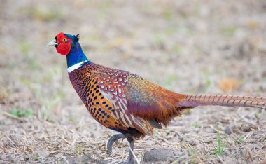 Pheasant Phasianus kolşisi dişinin arkasındaki çayırda uçar, en iyi fotoğraf..