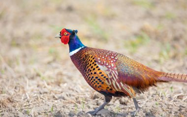 Pheasant Phasianus kolşisi dişinin arkasındaki çayırda uçar, en iyi fotoğraf..
