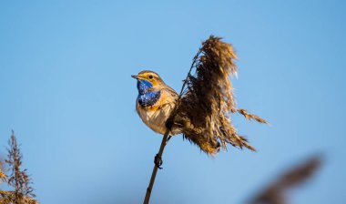 Beyaz benekli Luscinia svecica siyanekülü saz sapında, en iyi fotoğraf..