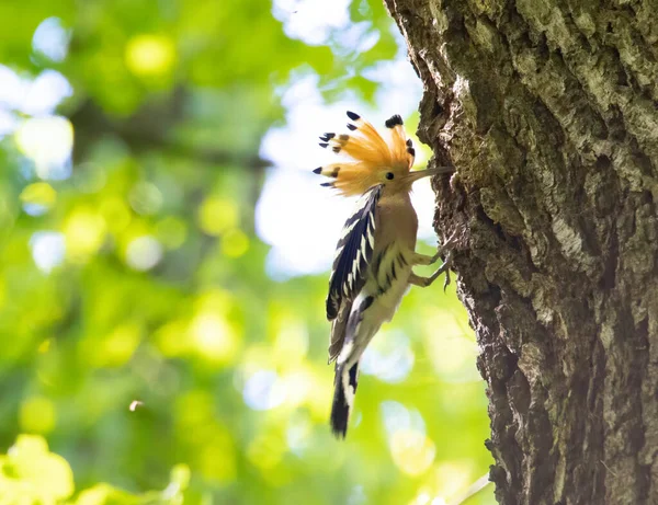 Beautiful Hoopoe Carries Food Female Nest Best Photo — Stock Photo, Image