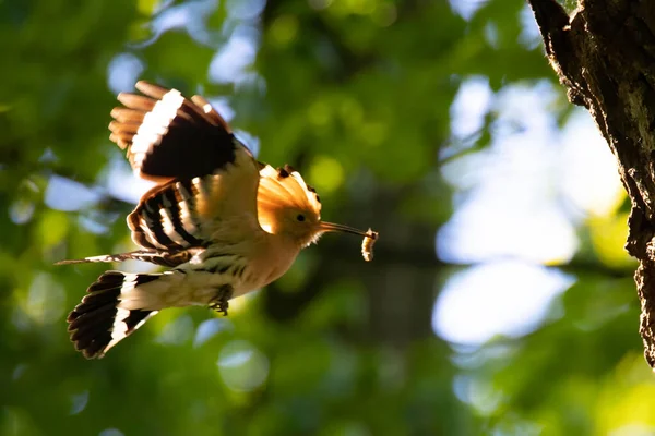 Piękny Hoopoe Niesie Jedzenie Gniazda Samic Najlepsze Zdjęcie — Zdjęcie stockowe