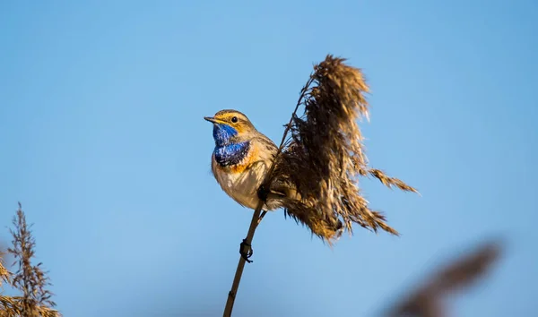 Garganta Azul Manchada Blanca Luscinia Svecica Cyanecula Tallo Caña Mejor — Foto de Stock