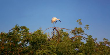 Avrasya kaşık faturası Platalea lökositi ağaçta duruyor, en iyi fotoğraf..