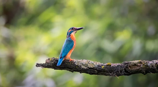 Martin Pêcheur Est Assis Sur Une Branche Veille Sur Proie — Photo