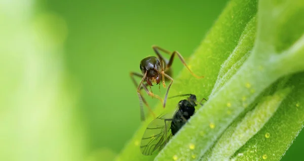 Real ant view in close up for Macro Photography, the best photo