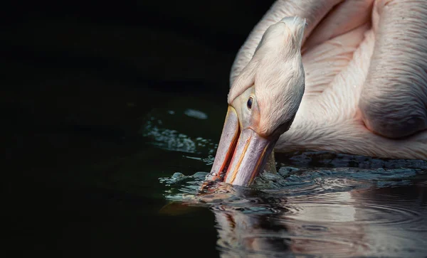 Barna Pelican Pelecanus Occidentalis Közelkép Fejét Halászat Közben Legjobb Fotó — Stock Fotó