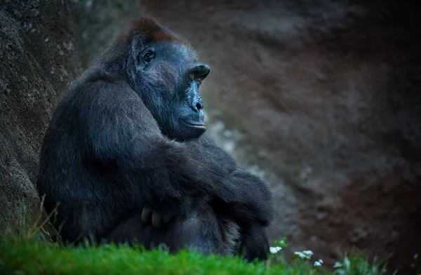 Gorilla Glücklich Auf Dem Gras Sitzend Und Denkend Das Beste — Stockfoto