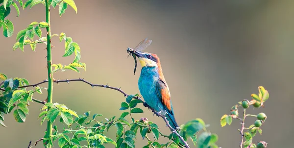 European Bee Eater Sitting Branch Has Dragonfly Caught Its Beak — Stock Photo, Image