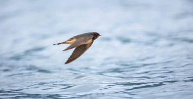 Ahır kırlangıcı Hirundo rustica suyun üzerinde uçar ve en iyi fotoğrafı olan böcekleri yakalar..
