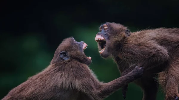 Theropithecus Gelada Apprécie Ses Dents Lors Une Grosse Querelle Meilleure — Photo