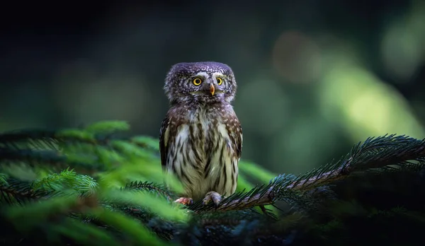 Glaucidium Passerinum Senta Ramo Noite Olha Para Presa Melhor Foto — Fotografia de Stock