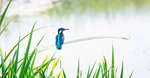 Kingfisher Sienta Una Hoja Hierba Busca Comida Mejor Foto —  Fotos de Stock