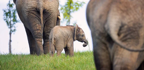 Young African Elephant Safe His Parents Best Photo — Stock Photo, Image