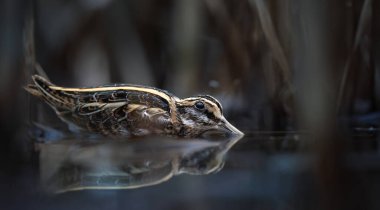 Küçük bir Looper Lymnocryptes minimus sazlıklarda saklanır tehlikeden, çok nadir bir fotoğraf, en iyi fotoğraf.