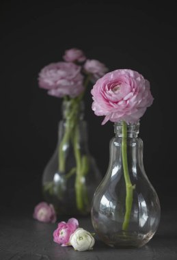 Çiçeklerle dolu bir hayat. Siyah arka planda cam bir şişede pembe şakayık.