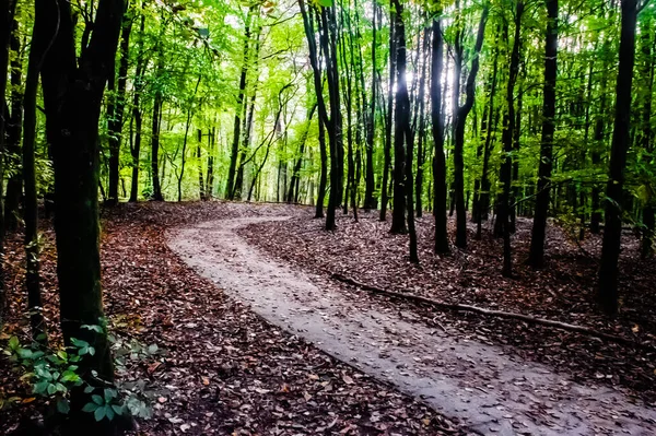 A forest curved path in the fall with lot of trees.