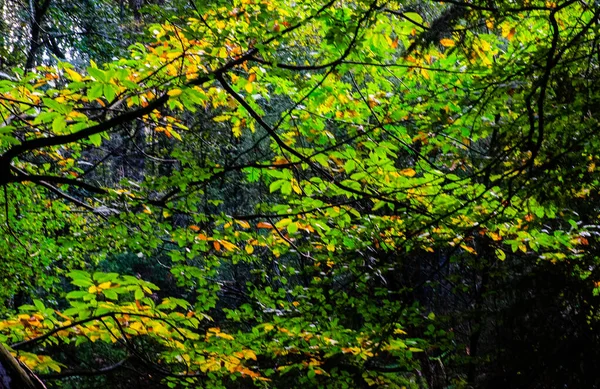 Forest scene from fall with sun light hitting on the leaves of the tree.