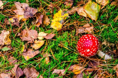 Fly agaric Mashroom standing between the fallen leaves of Autumn
