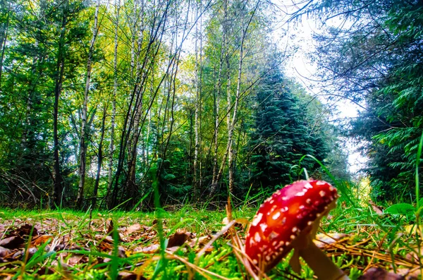 Fly agaric Mashroom standing between the trees of Autumn