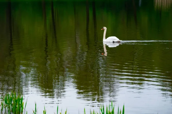 White Swan Majestically Swimming Solitude Clear Reflection Water — Photo
