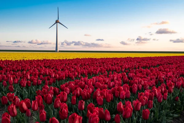 Red and yellow tulip flower field and a modern day windmill for power generation.