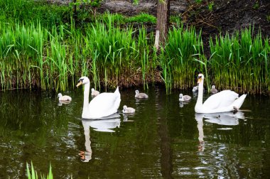 A swan family with parents and ducklings.