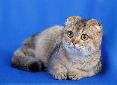 Mavi arka plan üzerinde yalan kedi