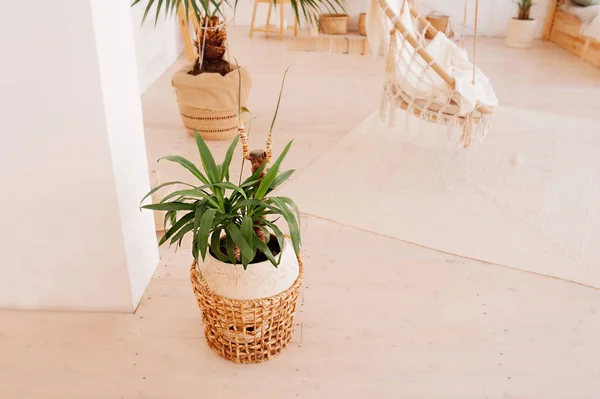 Plante Verte Dans Panier Osier Beige Extérieur Vide Pièce Élégant — Photo