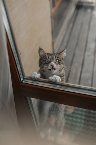 Kurilian Bobtail Kat Staat Achterpoten Probeert Met Zijn Voorpoten Glazen — Stockfoto