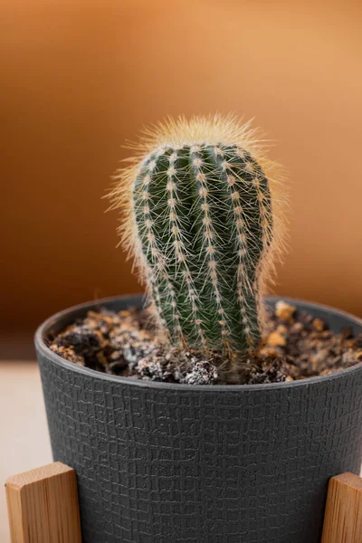 Pequeno Cacto Bonito Pote Cinza Madeira Significa Plantadores Fundo Bege — Fotografia de Stock