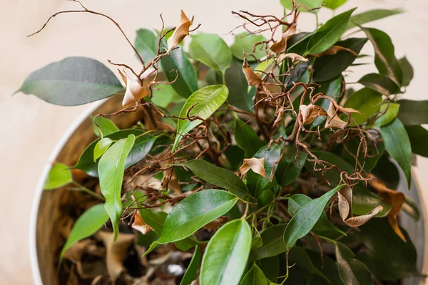 Ficus Benjamin Close Com Ramos Secos Vazios Folhas Parcialmente Descartadas — Fotografia de Stock