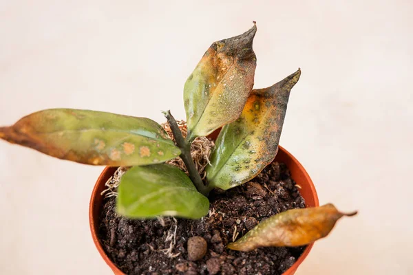 Zamioculcas Broto Está Podre Enegrecido Planta Está Doente Transbordamento Cuidado — Fotografia de Stock