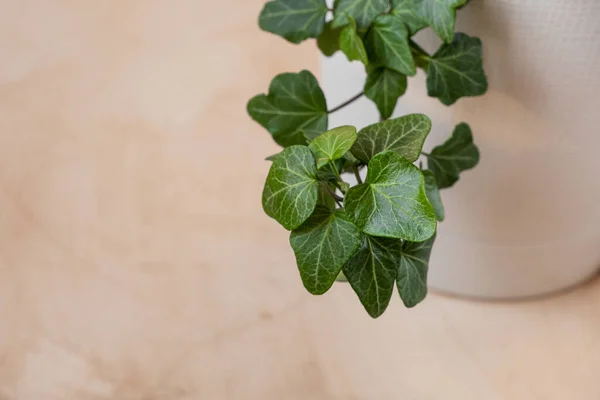 Hojas Verdes Jugosas Hiedra Que Crecen Una Casa Grande Olla — Foto de Stock