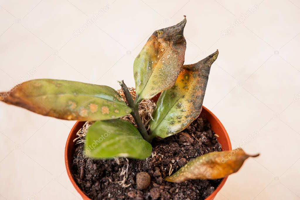 Zamioculcas the sprout is rotten and blackened, the plant is sick from overflow. Careless care of home plants, selective focus
