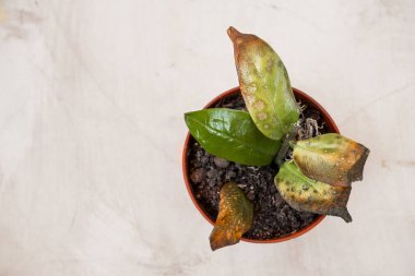 Filiz Zamioculcas çürümüş ve kararmış, bitki taşkınlıktan hasta. Ev bitkilerinin dikkatsiz bakımı, seçici odaklanma