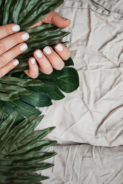 Manos Mujer Con Manicura Blanca Limpia Fresca Hojas Plantas Verdes — Foto de Stock