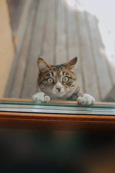 Kurilian Bobtail Kočka Stojí Zadních Nohou Snaží Otevřít Skleněné Dveře — Stock fotografie