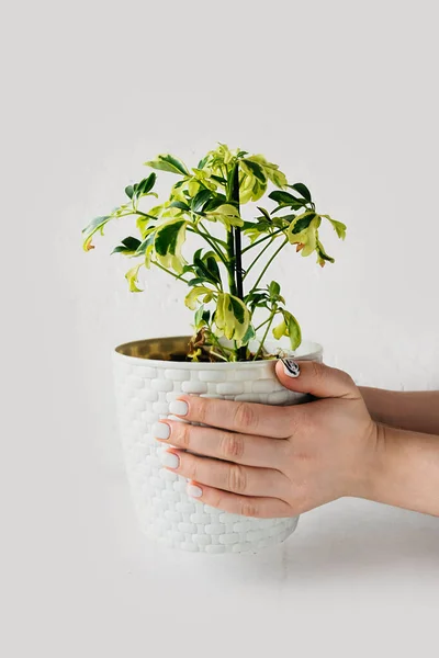 Bílý Proutěný Hrnec Rostlinou Schefflera Rukou Bílém Pozadí Nenáročné Oblíbené — Stock fotografie