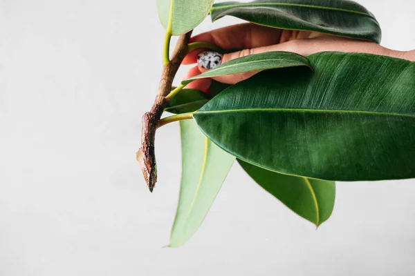 Ficus Elastica bitkisine yeşil yapraklar nakletmek için sapı düzgün kes. Kapalı alandaki bitkilerin yayılması için talimatlar, seçici odak