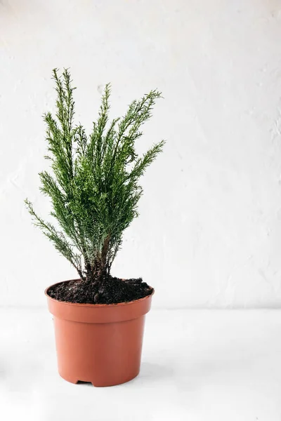 Pequeña Planta Coníferas Maceta Para Cultivo Casa Cuidado Plantas Caseras — Foto de Stock