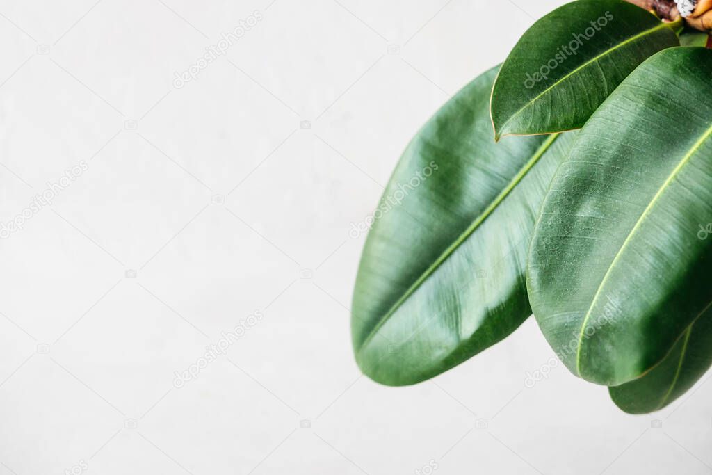 young beautiful green leaves of the Ficus elastica plant on white background with space for text, backdrop, ready-made poster for printing