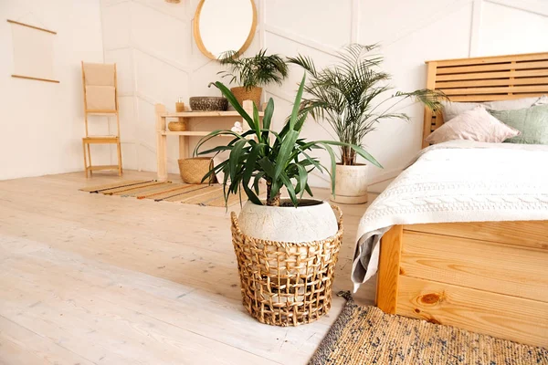 ベージュウィッカーの緑の植物は居心地の良いベッドで明るい室内にエコバスケットをリサイクルしました スタイリッシュでミニマルな北欧のインテリア 自宅で成長して世話をする植物 — ストック写真